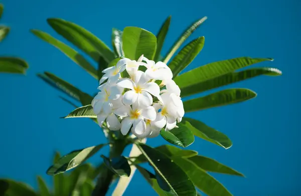 Plumeria Rubra Branca Flores Flor Flor Frangipani — Fotografia de Stock