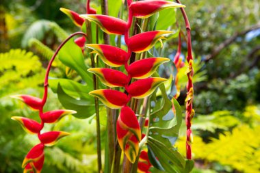 Tropik çiçek deseni, tropik çiçek arkaplanı. Istakoz pençesi, Heliconia Rostrata çiçeği. Heliconia rostrata, sallanan ıstakoz pençesi ya da cennetin sahte kuşu