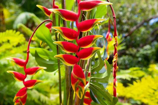 Tropik çiçek deseni, tropik çiçek arkaplanı. Istakoz pençesi, Heliconia Rostrata çiçeği. Heliconia rostrata, sallanan ıstakoz pençesi ya da cennetin sahte kuşu