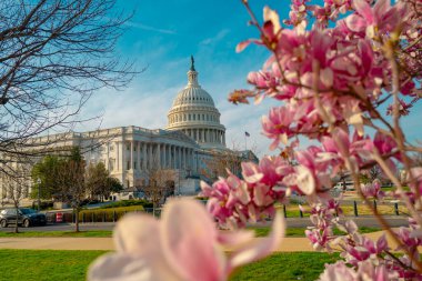 Bahar çiçeği manolya ağacı yakınlarındaki Capitol binası. Washington, DC 'deki ABD Ulusal Kongre Binası. Amerika 'nın simgesi. Capitol Hill pınarının fotoğrafı