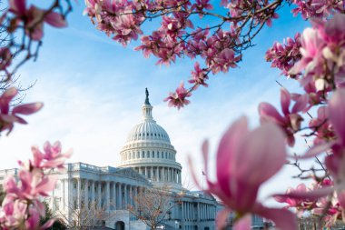 Başkent binası çiçek ağacında. Spring Capitol Hill, Washington DC 'de. İlkbaharda Capitols kubbesi. Baharda Birleşik Devletler Kongre Binası 'nda. İlkbahar kiraz çiçeği mevsimi boyunca kongre