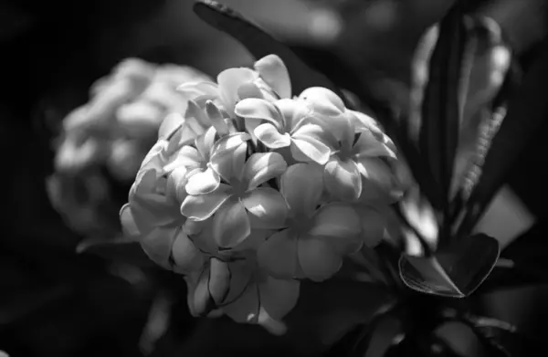 Bílé Květy Plumerie Rubra Frangipaniho Květina — Stock fotografie