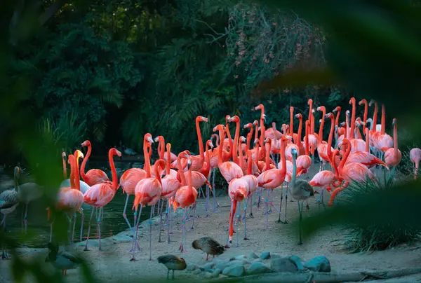 漂亮的粉色火烈鸟池塘里成群的粉红火烈鸟火烈鸟或火烈鸟是飞鸟属的一种涉水鸟类 — 图库照片