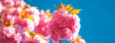 Bahar bayrağı, çiçek arkaplanı. Bahar çiçeği arka planı. Kiraz çiçeği. Sakura Festivali. Çiçekler gün doğumunda çiçek açar