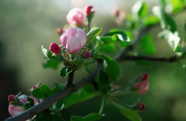 Magnolianský Jarní Květ Příroda Jaro Kvetoucí Stromy Květiny — Stock fotografie