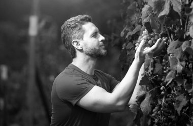 Üzüm kesen bir üzüm çiftçisi. Üzüm hasadı, gülümseyen çiftçi üzüm bağında üzüm kesiyor.