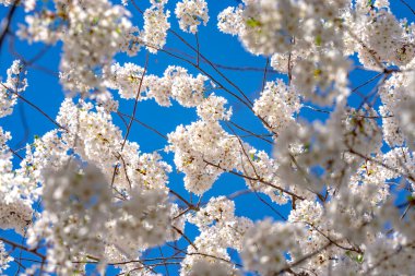 Bahar arka planı. Beyaz çiçekli çiçek dalı. Bahar çiçekleri. Beyaz çiçekler meyve ağacı. Sakura. Çiçek açan kiraz ağaçları. Bahar bahçesinde çiçek açan elma ağacı