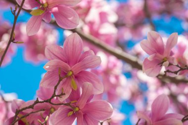 Çiçekli manolya çiçeği. Manolya ağacı çiçek açar. Arka planda renkli gökyüzü vardır.