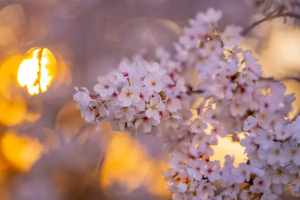 Beautiful Spring Tree Blossoms Blue Sky Background Plum Tree Flowers — Stock Photo, Image