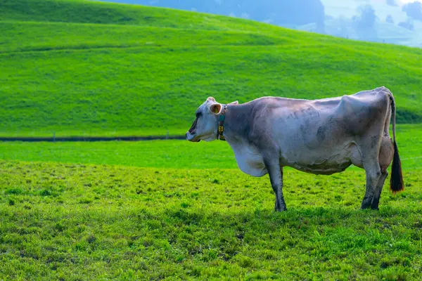 Vacas Campo Montaña Vaca Los Alpes Vaca Marrón Frente Paisaje —  Fotos de Stock