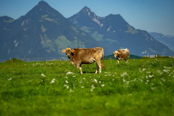 Vacas Pasto Los Alpes Vacas Comiendo Hierba Vacas Campo Herboso — Foto de Stock