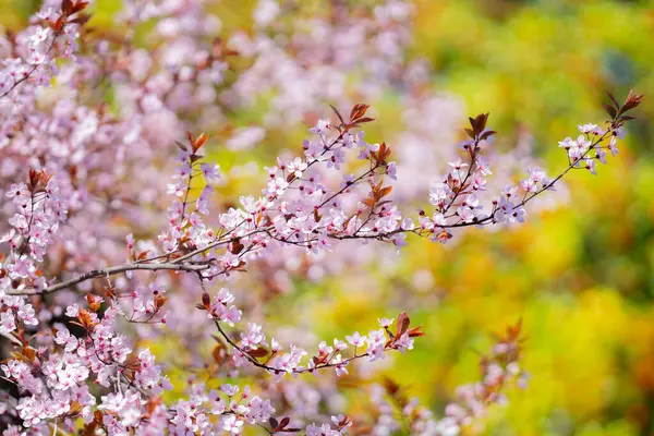 Spring Background Blossom Cherry Tree Flowers Blue Sky Background Spring — Stock Photo, Image