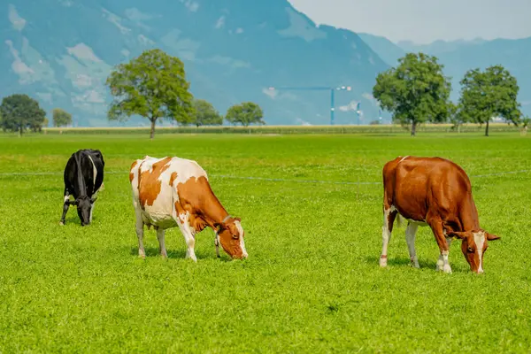Vaca Campo Verde Junto Agua Suecia Ganado Pastando Campo Vacas —  Fotos de Stock