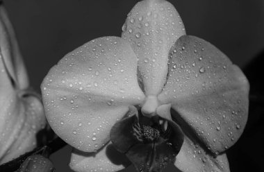 Evde orkide çiçeği var. Çiçek konsepti. Phalaenopsis çiçekleri. Bahar güzeli