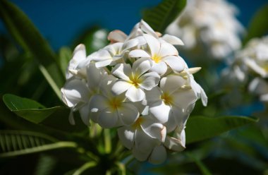 Yeşil arka planlı Frangipani çiçeklerini kapatın. Beyaz Plumeria Rubra çiçekleri. Yeşil yapraklı güzel frangipani çiçekleri
