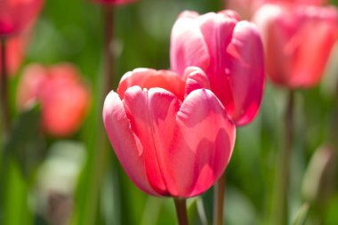Bahar çiçeği duvar kağıdı. Güzel laleler. Kırmızı lale çiçeği arka planı. İlkbahar ya da yaz aylarında güneş ışığı manzarasında güzel kırmızı laleler. İnanılmaz bahar doğası. Bahçedeki laleler