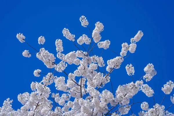 Spring Blossom Tree Branch White Flowers Spring Background Blooming Tree — Stock Photo, Image