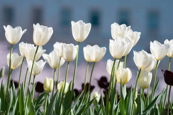 Jarní Zahrada Krásné Tulipánové Květiny Jaře Přírody Detailní Záběr Růžové — Stock fotografie