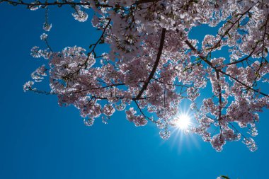 mavi gökyüzü arka planında beyaz çiçekli bahar çiçekli ağaç dalı