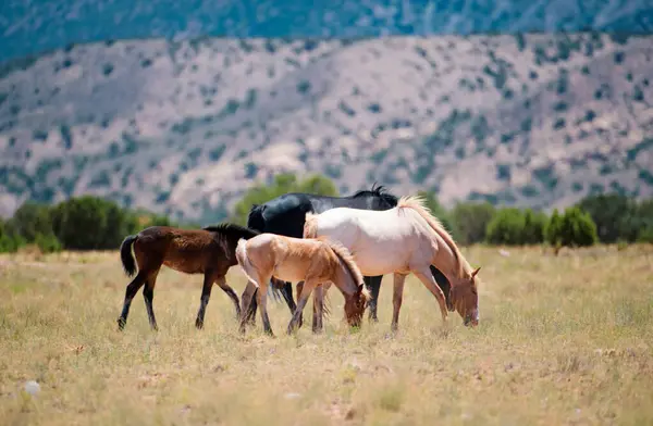 Wild Horses Herd Horses Mountains — Stock Photo, Image