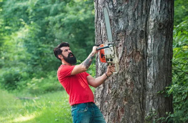 Ağaç kesiyorum. Odun yenilenebilir enerji kaynağı olarak kullanılıyor. Tahta testereli baltayla ormanda oduncu. Ormanda testere tutan profesyonel oduncu.