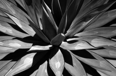 Agave. Çöl sırtında kaktüs, kaktüs ya da kaktaceae deseni. Agave kaktüsü