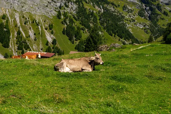 Kühe Weiden Einem Sommertag Auf Einer Weide Der Schweiz Kühe — Stockfoto