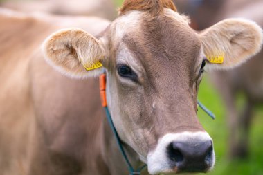 Alplerde bir otlakta inekler. Ot yiyen inekler. Çimen tarlasında inekler. Çiftlik çayırlarındaki süt inekleri. Dağın yakınındaki çimenli çayırlarda otlayan kahverengi inek. İsviçre 'de Alp Çayırı' nda çayırdaki inek