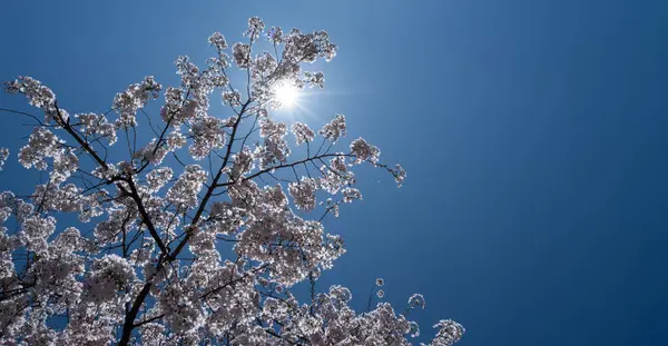 Bahar Arka Planı Mavi Gökyüzüne Karşı Beyaz Kiraz Çiçekleri Açar — Stok fotoğraf
