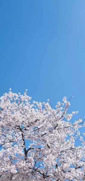 Bahar Günü Bahar Doğası Çiçek Açan Kiraz Dalları Açık Mavi — Stok fotoğraf