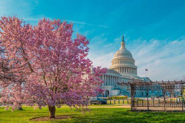 Blossom spring in Washington DC. Capitol building at spring. USA Congress, Washington D.C clipart