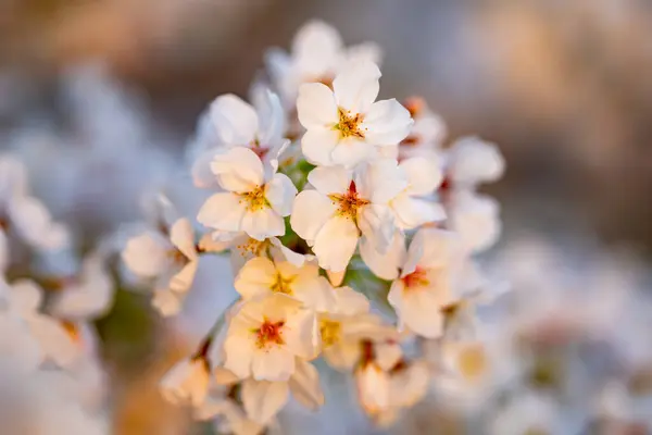 Spring Cherry Blossom Blue Sky Background White Cherry Flowers Spring — Stock Photo, Image