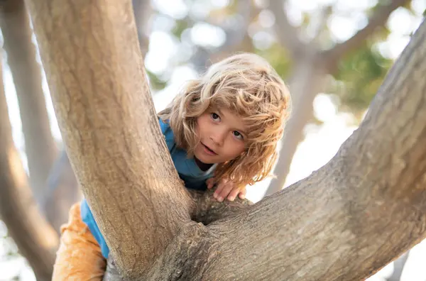 Child hugging a tree branch. Little boy kid on a tree branch. Kid climbs a tree. Active kid playing outdoors
