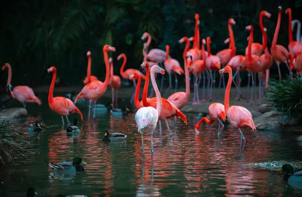 Greater Flamingo Phoenicopterus Roseus Colony Pink Flamingos Grooming While Wading — Stock Photo, Image
