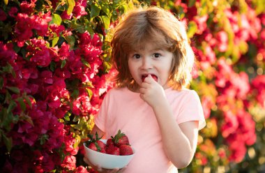 Tatlı çocuk çilek yiyor. Heyecanlı çocuk yazın açık havada çilek yiyor.