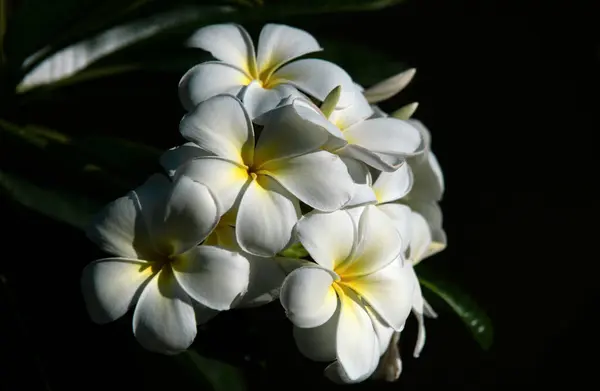 Kvetoucí Květina Frangipani Bílé Plumeria Rubra Květiny Frangipani Květina Jaře — Stock fotografie