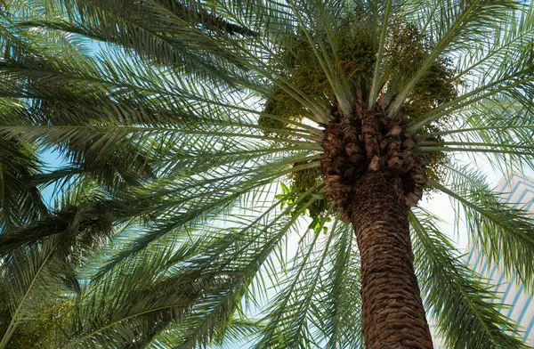 Konsystencja Liści Palmowych Liście Palmy Kokosowej Natura Zielone Tło — Zdjęcie stockowe