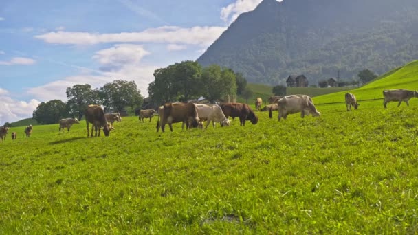 在瑞士的一个夏日 奶牛正在草地上吃草 奶牛在农田里吃草 牧场在绿地里放牛 奶牛在一个生态牛农场的田里 来自草场奶牛的有机牛奶 — 图库视频影像