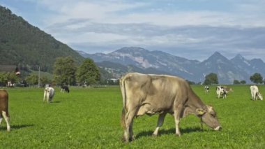 Jersey İneği dağlık çayırlarda otluyor. Gün batımında inekler. Yeşil çayır üzerinde bir inek. İnekler yeşil alana bakıyor. Meadow 'da inekleri olan bir çiftlik. Çiftlikteki çim tarlasında inek. Otlakta otlayan inekler