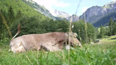 Alp çayırındaki inek. Yeşil tarladaki sığırlar. Meadow 'da inek. Sığır otlağı. Kırsalda bir inek. İnekler yaz otlaklarında otlar. İneklerle dolu kırsal araziler. Otlaktaki inekler