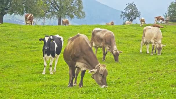狂った牛 緑の牧草地で牛を飼っている 夏のグリーンフィールドで牛の群れ 牛のための夏の田舎の風景と牧草地 田舎にいる牛の群れ アルプスの農地の牛 — ストック動画