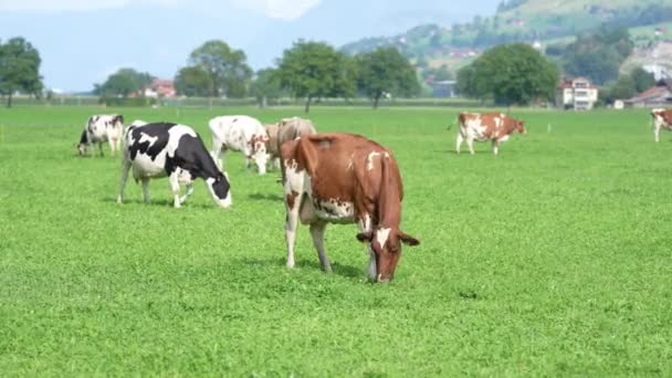 Hnědá Švýcarská Kráva Guernsey Jersey Ayrshire Nebo Dojnice Shorthorn Krávy — Stock video