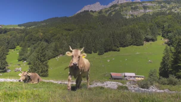 在夏天的牧场上放牛 成群的奶牛在阿尔卑斯山里吃草 荷尔斯泰因奶牛 泽西奶牛 安格斯奶牛 赫里福德奶牛 查洛莱奶牛 利穆辛奶牛 西蒙奶牛 格恩西岛奶牛 — 图库视频影像