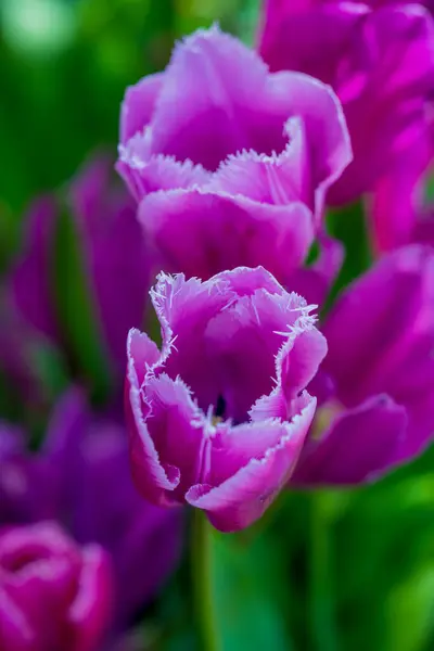 Flores Rosadas Primavera Tulipanes Fondo Primavera Para Pascua San Valentín — Foto de Stock