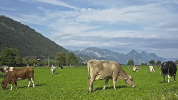 阿尔卑斯山的奶牛牧场 瑞士高山草甸牧场上的奶牛 奶牛牧草 奶牛在绿色的高山草甸上 奶牛用鲜草在绿地上吃草 瑞士奶牛 山田里的母牛 — 图库视频影像