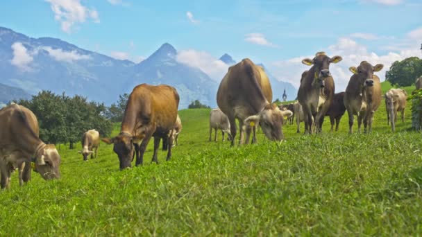 Krowa Holstein Krowy Łące Słoneczny Dzień Czarno Białe Krowy Holenderskie — Wideo stockowe