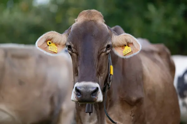 Rinder Weiden Auf Ackerland Weidende Kühe Auf Einer Wiese Mit — Stockfoto