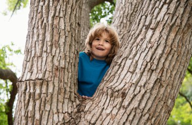 Yaz günü büyük yaşlı ağaçta oturan sevimli çocuk portresi. Çocuk ağaca tırmanıyor. Dışarıdaki ağaç dalında oturan küçük çocuk. Parkta oynayan aktif çocuk