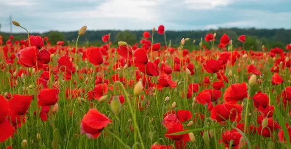 Flowers Red Poppies Blossom Wild Field Anzac Dat Remembrance Day — Stock Photo, Image