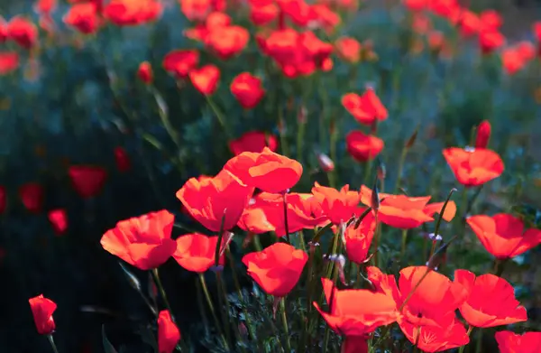 Poppy Flower Remembrance Day Memorial Day Anzac Day New Zealand — Stock Photo, Image